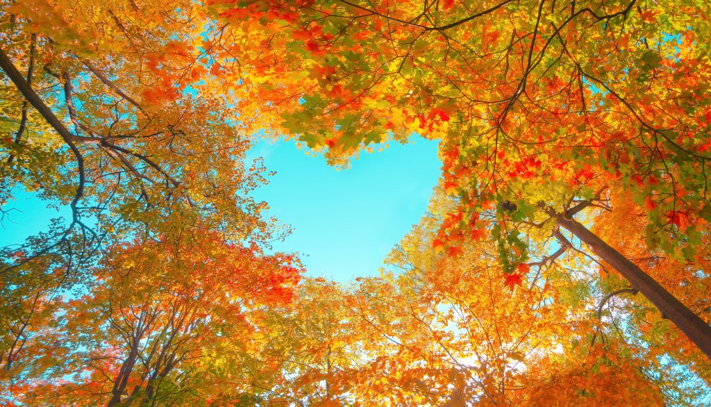 Vibrant autumn foliage in shades of orange and yellow frames a bright blue sky. Sunlight filters through the leaves.