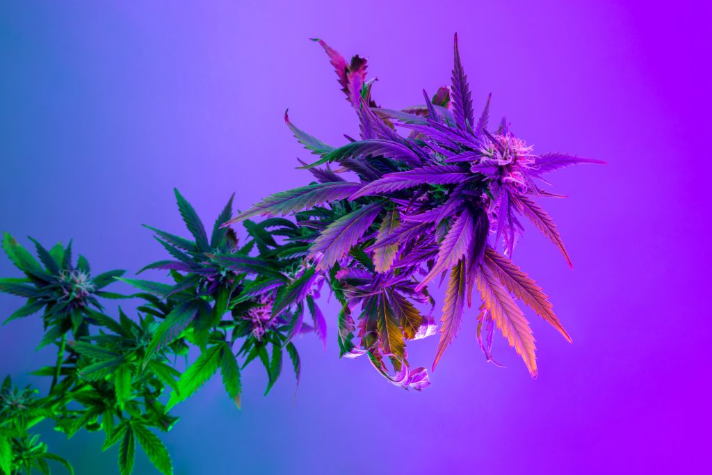 Vibrant cannabis plant with purple and green leaves against a gradient background.