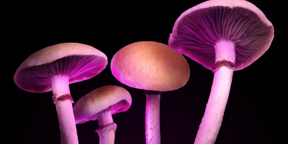 Vibrant mushrooms with pink and purple hues, showcasing their gills and smooth caps against a dark background.