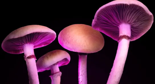 Vibrant mushrooms with pink and purple hues, showcasing their gills and smooth caps against a dark background.