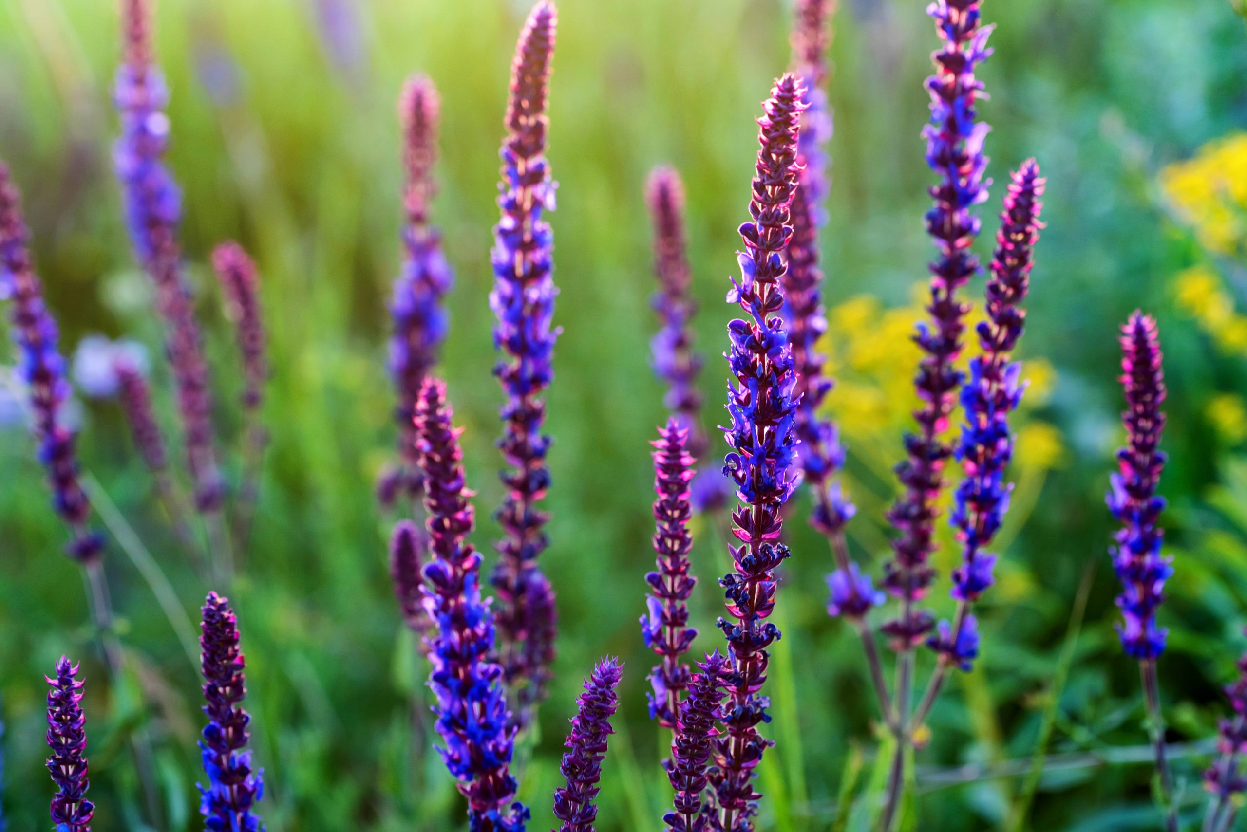 Vibrant purple flowers with tall spikes, surrounded by lush greenery and hints of yellow blooms in the background.
