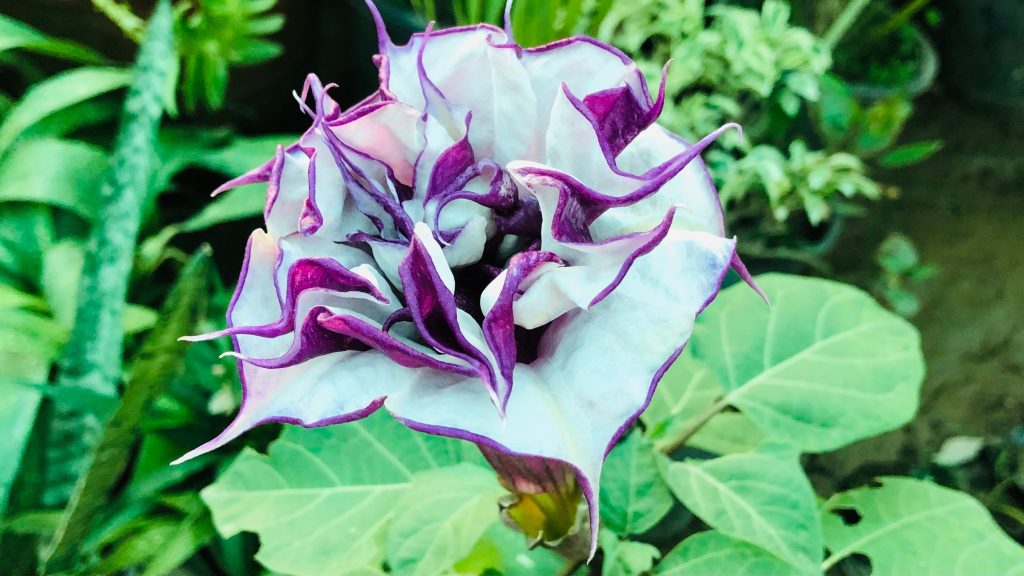 White and purple flower with ruffled petals, surrounded by green foliage.
